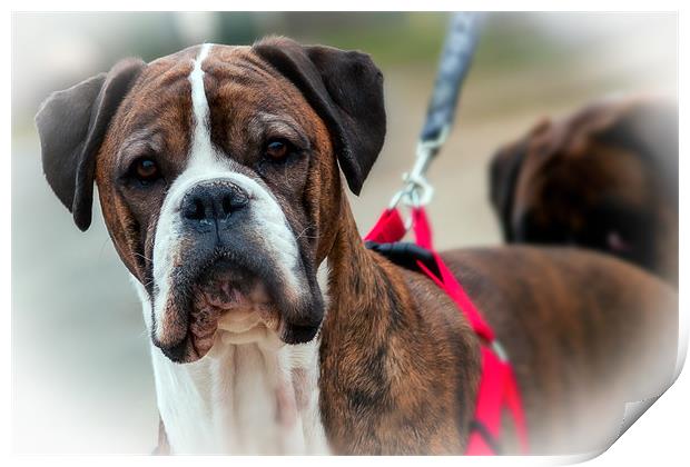 Boxer Print by Rupert Gladstone