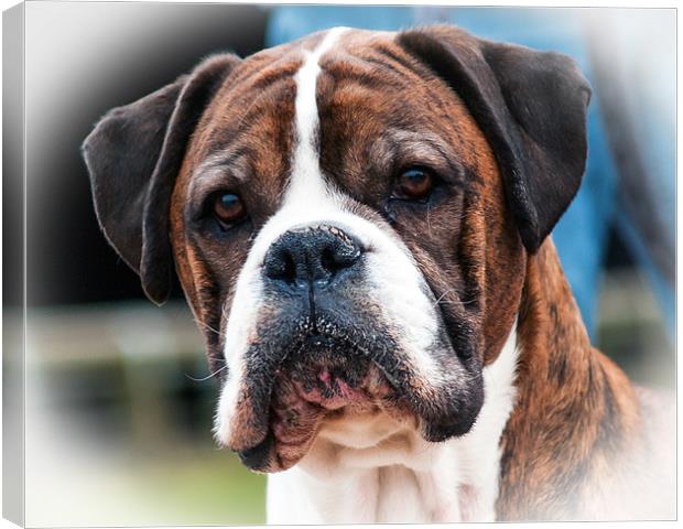 Boxer not Rocky Canvas Print by Rupert Gladstone
