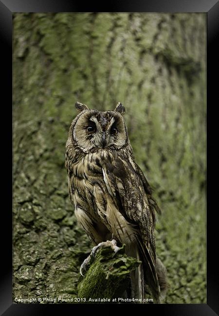 Long Eared Owl Framed Print by Philip Pound