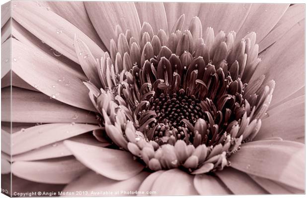 Red Gerbera Canvas Print by Angie Morton
