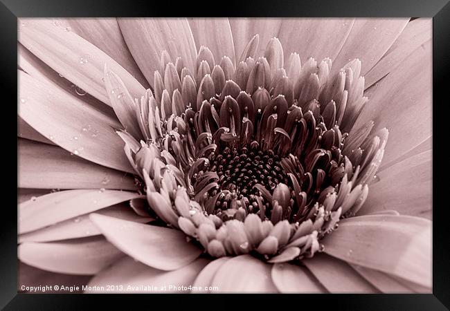 Red Gerbera Framed Print by Angie Morton
