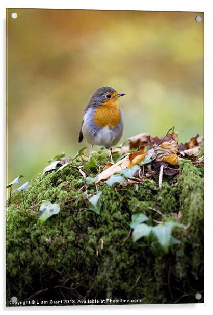 Robin, Snowdonia, North Wales, UK Acrylic by Liam Grant