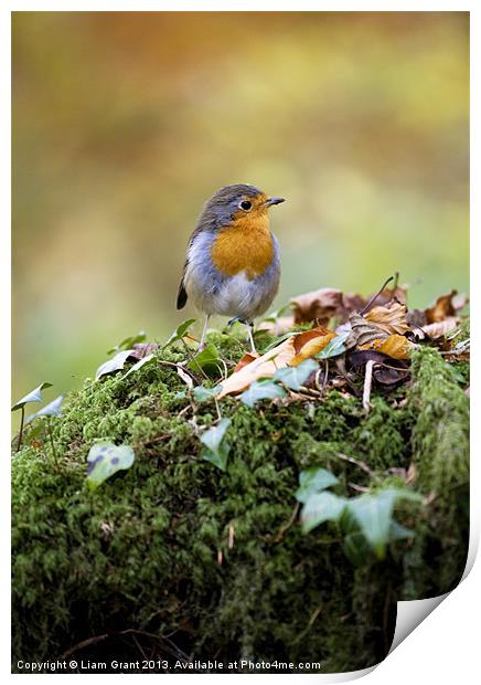 Robin, Snowdonia, North Wales, UK Print by Liam Grant