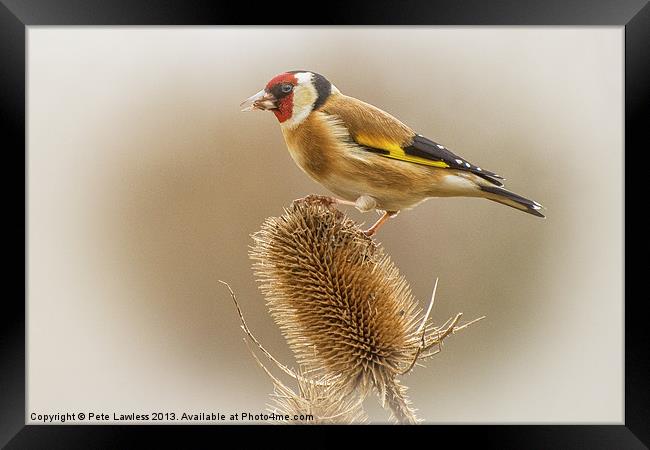 Goldfinch (Carduelis carduelis) Framed Print by Pete Lawless