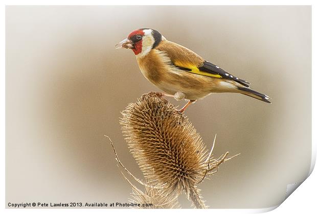 Goldfinch (Carduelis carduelis) Print by Pete Lawless