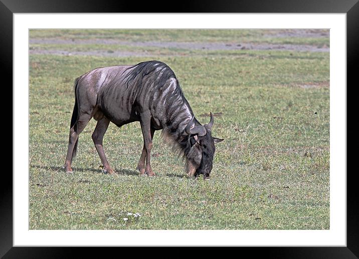 Wildebeest Grazing Framed Mounted Print by Tony Murtagh
