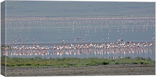 Flamingos on Lake Magadi Canvas Print by Tony Murtagh