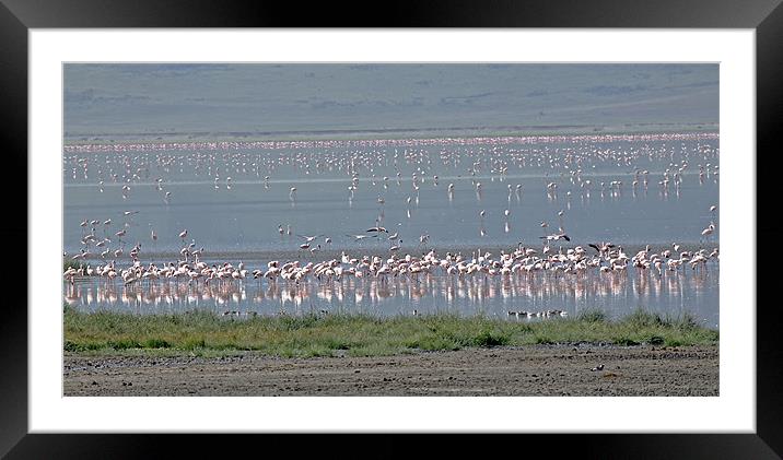 Flamingos on Lake Magadi Framed Mounted Print by Tony Murtagh