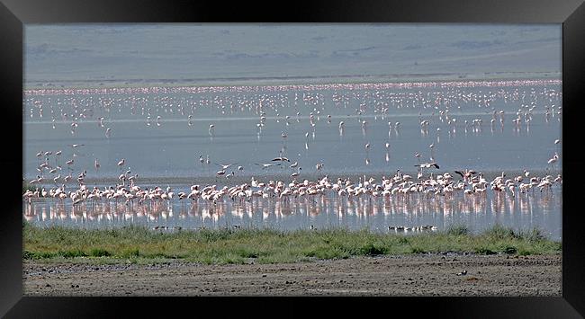 Flamingos on Lake Magadi Framed Print by Tony Murtagh