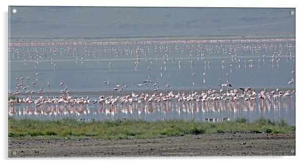 Flamingos on Lake Magadi Acrylic by Tony Murtagh