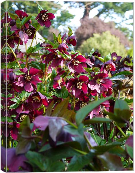 Hellebores Canvas Print by Noreen Linale