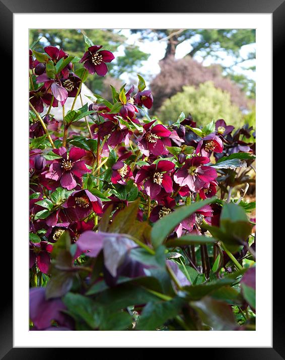 Hellebores Framed Mounted Print by Noreen Linale