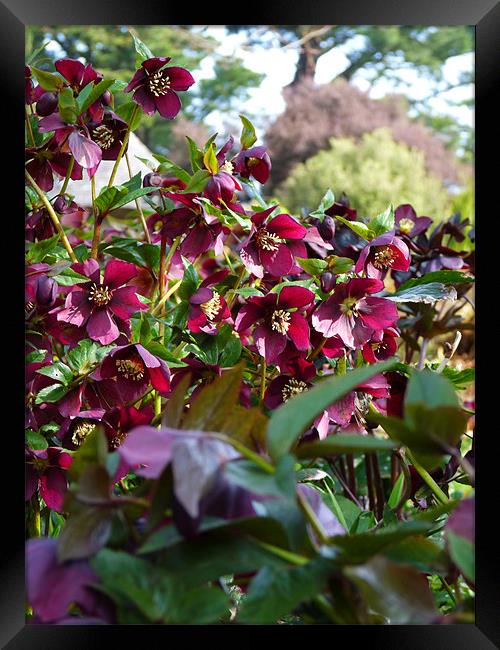 Hellebores Framed Print by Noreen Linale