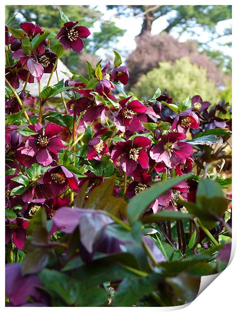 Hellebores Print by Noreen Linale