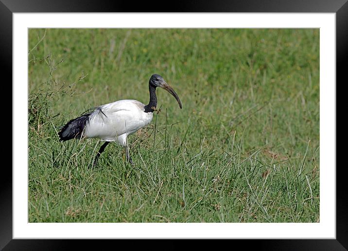 Sacred Ibis Framed Mounted Print by Tony Murtagh