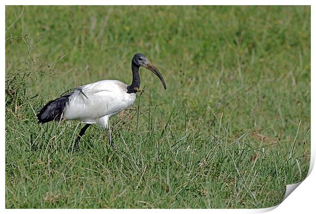 Sacred Ibis Print by Tony Murtagh