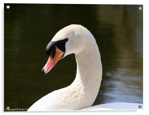 Cob Swan Portrait Acrylic by Sean Foreman