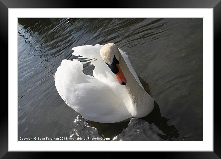 A Cob Swan Framed Mounted Print by Sean Foreman