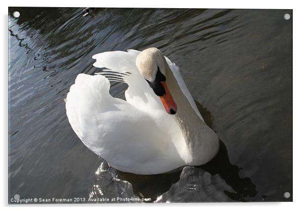 A Cob Swan Acrylic by Sean Foreman