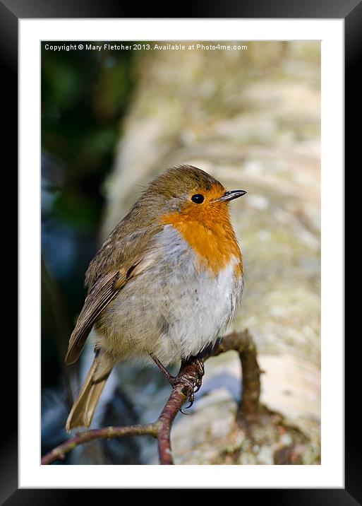 Robin (Erithacus rubecula) Framed Mounted Print by Mary Fletcher