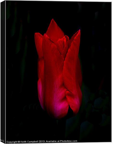 Red Tulip Canvas Print by Keith Campbell