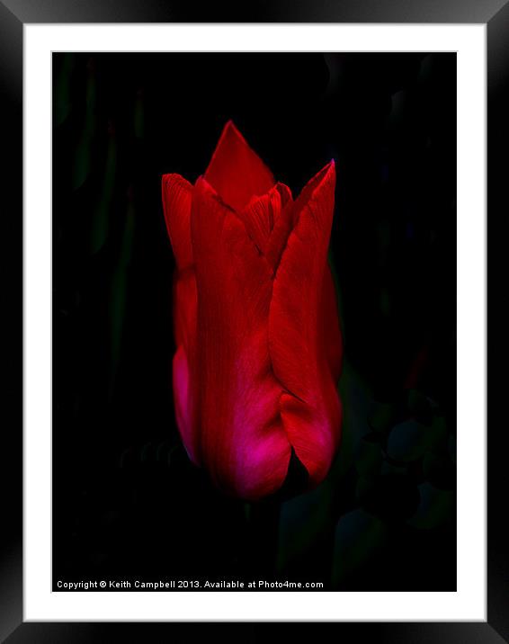 Red Tulip Framed Mounted Print by Keith Campbell