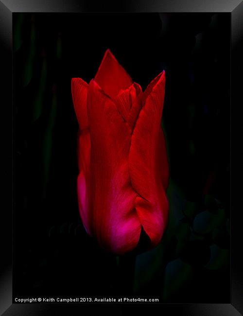 Red Tulip Framed Print by Keith Campbell