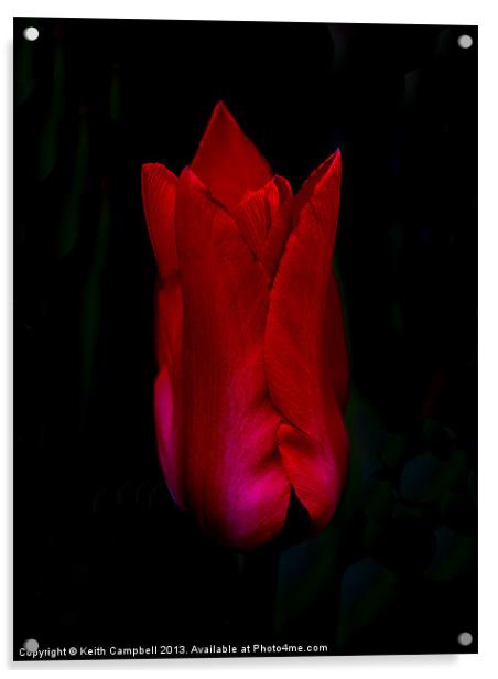 Red Tulip Acrylic by Keith Campbell