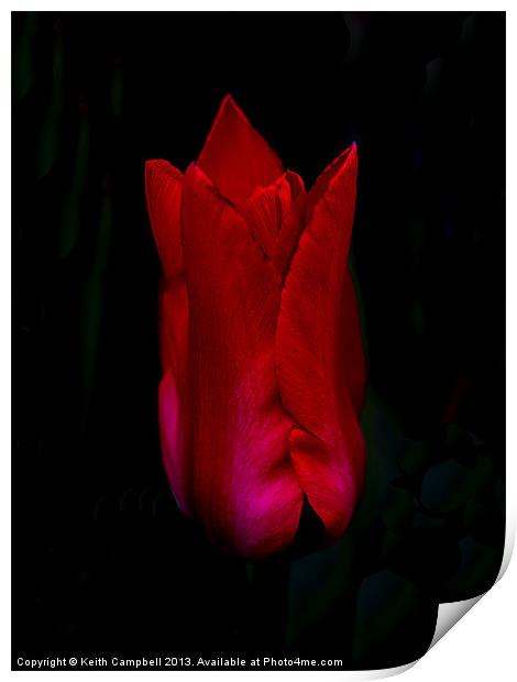 Red Tulip Print by Keith Campbell