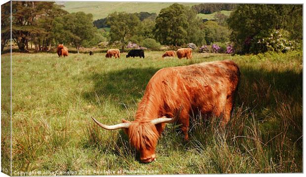 Majestic Highland Cattle grazing in Scottish Glen Canvas Print by John Cameron