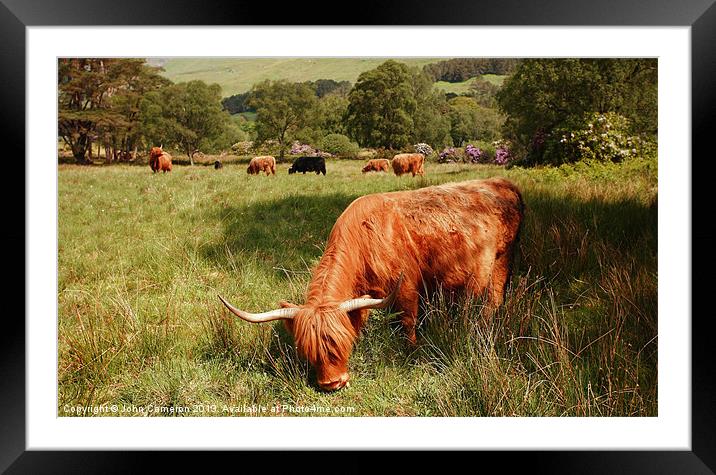 Majestic Highland Cattle grazing in Scottish Glen Framed Mounted Print by John Cameron