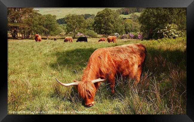 Majestic Highland Cattle grazing in Scottish Glen Framed Print by John Cameron