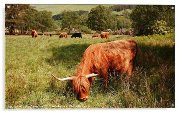 Majestic Highland Cattle grazing in Scottish Glen Acrylic by John Cameron