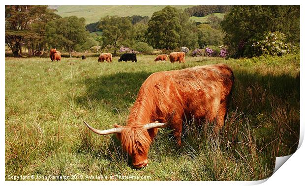 Majestic Highland Cattle grazing in Scottish Glen Print by John Cameron