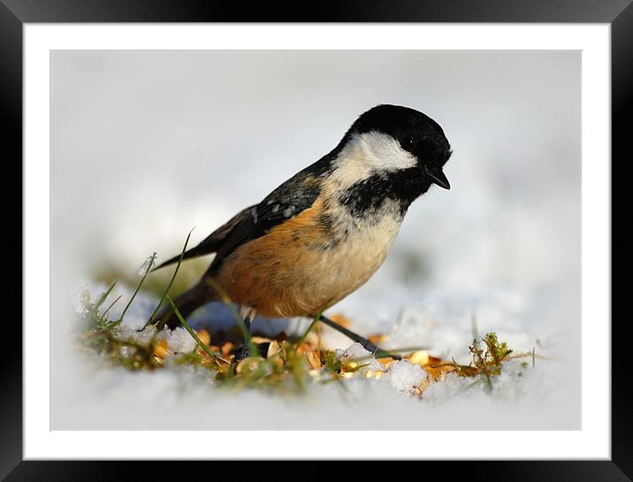 Coal tit Framed Mounted Print by Macrae Images