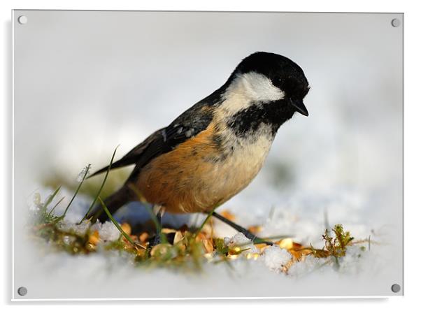 Coal tit Acrylic by Macrae Images