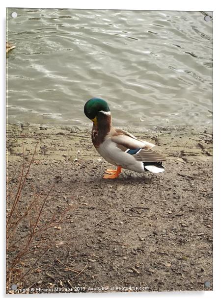 Quack Quack! Acrylic by Eleanor McCabe