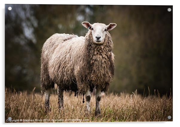 Sheep Acrylic by Stephen Birch