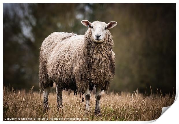Sheep Print by Stephen Birch