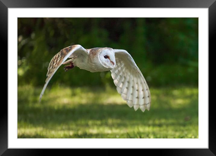 A Beautiful Barn Owl quarters a field for prey Framed Mounted Print by Ian Duffield