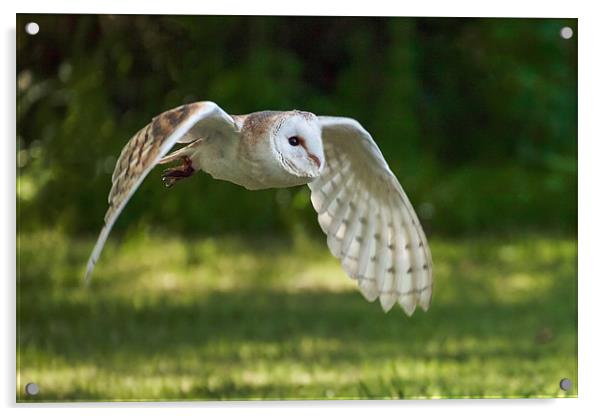 A Beautiful Barn Owl quarters a field for prey Acrylic by Ian Duffield