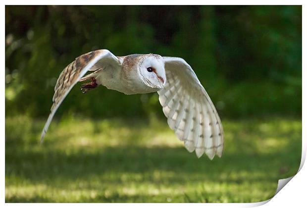 Barn Owl flypast Print by Ian Duffield