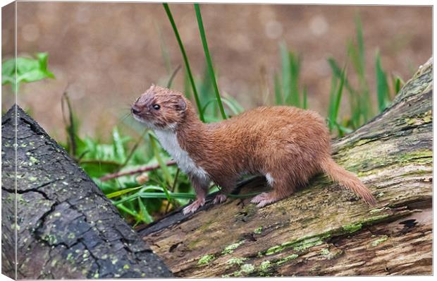 A tiny Weasel scans its surroundings Canvas Print by Ian Duffield