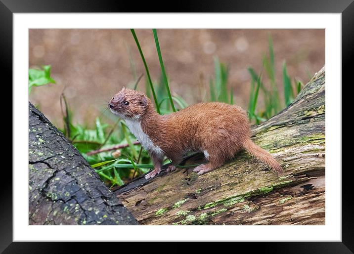 A tiny Weasel scans its surroundings Framed Mounted Print by Ian Duffield