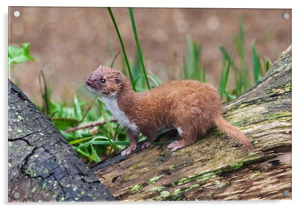 A tiny Weasel scans its surroundings Acrylic by Ian Duffield