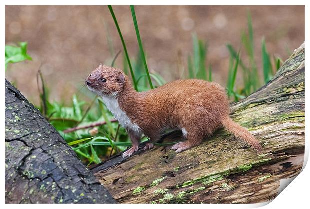 A tiny Weasel scans its surroundings Print by Ian Duffield