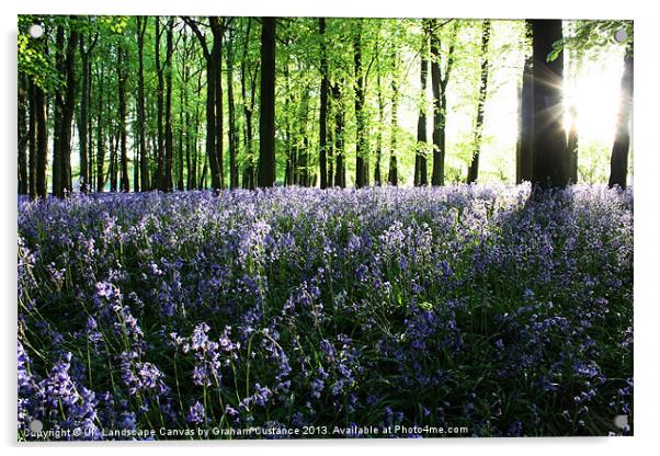 Bluebell Woods Sunrise Acrylic by Graham Custance