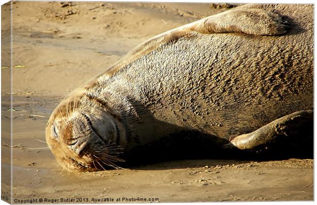 Seal Just Chilling ! Canvas Print by Roger Butler