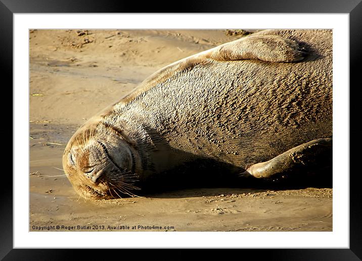Seal Just Chilling ! Framed Mounted Print by Roger Butler
