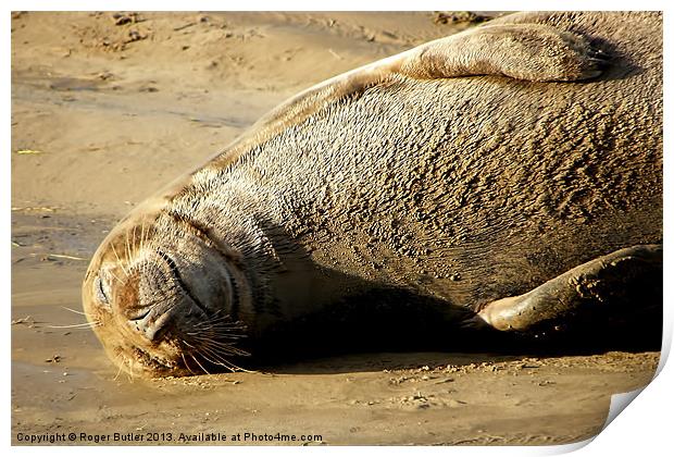Seal Just Chilling ! Print by Roger Butler